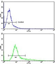 Flow cytometry testing of human HEK293 cells with KLF11 antibody; Blue=isotype control, Green= KLF11 antibody.