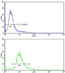 Flow cytometry testing of human HEK293 cells with ETHE1 antibody; Blue=isotype control, Green= ETHE1 antibody.
