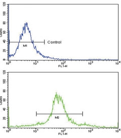 Flow cytometry testing of human WiDr cells with PEA3 antibody; Blue=isotype control, Green= PEA3 antibody.