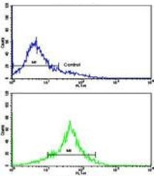 Flow cytometry testing of fixed and permeabilized human WiDr cells with TYSY antibody; Blue=isotype control, Green= TYSY antibody.