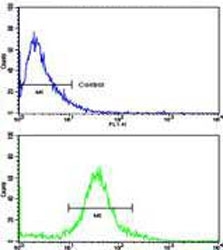 Flow cytometry testing of fixed and permeabilized human MDA-MB-231 cells with TIMP1 antibody; Blue=isotype control, Green= TIMP1 antibody.