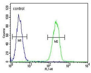 Flow cytometry testing of human MDA-MB-231 cells with HPGD antibody; Blue=isotype control, Green= HPGD antibody.