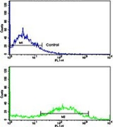 Calponin 1 Antibody NCI-H292 Cell FACS. Flow cytometry testing of human NCI-H292 cells with Calponin 1 antibody; Blue=isotype control, Green= Calponin 1 antibody.