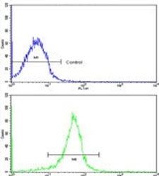 Flow cytometry testing of human WiDr cells with FHL1 antibody; Blue=isotype control, Green= FHL1 antibody.