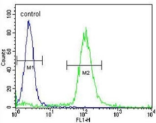 Flow cytometry testing of human WiDr cells with SRSF1 antibody; Blue=isotype control, Green= SRSF1 antibody.