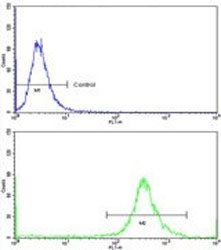 Flow cytometry testing of human MDA-MB-468 cells with Galactose-1-phosphate uridylyltransferase antibody; Blue=isotype control, Green= Galactose-1-phosphate uridylyltransferase antibody.