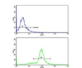 Flow cytometry testing of human HeLa cells with SRP72 antibody; Blue=isotype control, Green= SRP72 antibody.