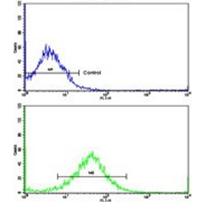 Flow cytometry testing of human K562 cells with FPGS antibody; Blue=isotype control, Green= FPGS antibody.