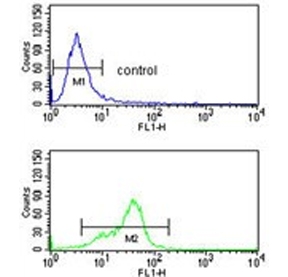 Flow cytometry testing of human K562 cells with Microfibrillar-associated protein 5 antibody; Blue=isotype control, Green= Microfibrillar-associated protein 5 antibody.