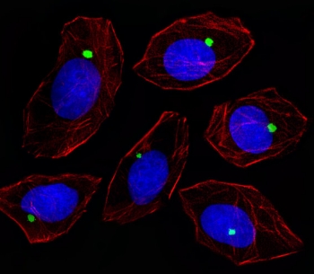Immunofluorescent staining of fixed and permeabilized human A549 cells with Pericentriolar material 1 protein antibody (green), DAPI nuclear stain (blue) and anti-Actin (red).