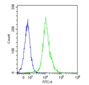 Flow cytometry testing of fixed and permeabilized human Jurkat cells with Activin receptor type-1B antibody; Blue=isotype control, Green= Activin receptor type-1B antibody.