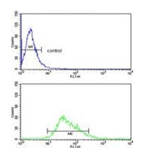 Flow cytometry testing of human MDA-MB-231 cells with Steroid 21-hydroxylase antibody; Blue=isotype control, Green= Steroid 21-hydroxylase antibody.