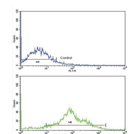 Flow cytometry testing of human NCI-H292 cells with Phospholipase A2 antibody; Blue=isotype control, Green= Phospholipase A2 antibody.