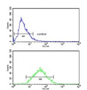 Flow cytometry testing of human HepG2 cells with ZFP823 antibody; Blue=isotype control, Green= ZFP823 antibody.