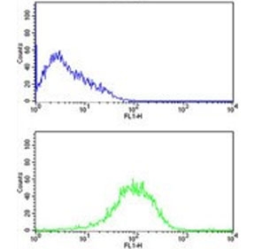 Flow cytometry testing of human HL60 cells with PSMB9 antibody; Blue=isotype control, Green= PSMB9 antibody.