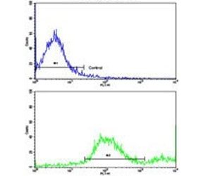 Flow cytometry testing of human MDA-MB-231 cells with Alpha-2B Adrenergic Receptor antibody; Blue=isotype control, Green= Alpha-2B Adrenergic Receptor antibody.