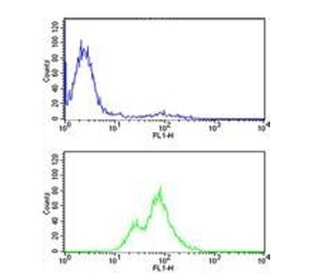 Flow cytometry testing of human CEM cells with PKC alpha antibody; Blue=isotype control, Green= PKC alpha antibody.