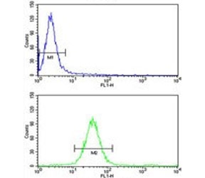 Flow cytometry testing of human HeLa cells with Mitochondrial amidoxime reducing component 2 antibody; Blue=isotype control, Green= Mitochondrial amidoxime reducing component 2 antibody.