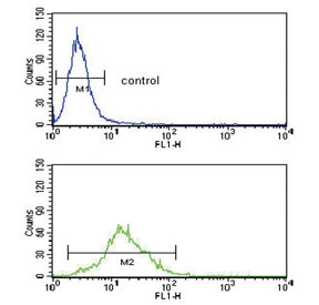 Flow cytometry testing of human Ramos cells with SREBF1 antibody; Blue=isotype control, Green= SREBF1 antibody.