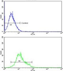 Flow cytometry testing of human K562 cells with PPIase D antibody; Blue=isotype control, Green= PPIase D antibody.