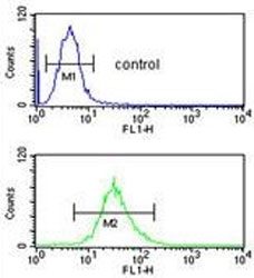 Flow cytometry testing of human HL60 cells with SELENBP1 antibody; Blue=isotype control, Green= SELENBP1 antibody.
