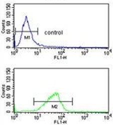 Flow cytometry testing of human K562 cells with CXXC4 antibody; Blue=isotype control, Green= CXXC4 antibody.