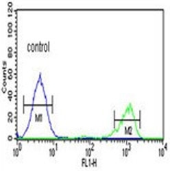Flow cytometry testing of human K562 cells with ADH7 antibody; Blue=isotype control, Green= ADH7 antibody.