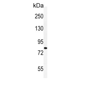 Western blot testing of 1) human brain and 2) mouse brain tissue lysate with Cadherin 20 antibody. Predicted molecular weight ~89 kDa.