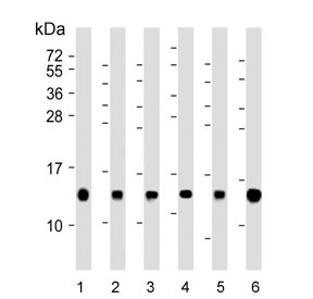 Histone H4 Antibody Human Mouse Rat WB. Western blot analysis of nucleosome core histone H4 expression in whole cell lysates. Lane 1: human HL60 cells, Lane 2: mouse NIH 3T3 cells, Lane 3: human HeLa cells, Lane 4: human A431 cells, Lane 5: rat H-4-II-E cells, Lane 6: rat C6 cells. A band is detected at approximately 11 kDa, consistent with the predicted molecular weight of Histone H4 (HIST1H4). Consistent band detection across human, mouse, and rat samples reflects the highly conserved and ubiquitous expression of histone H4 as a core nucleosomal protein.