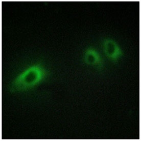 Immunofluorescent staining of fixed and permeabilized human HUVEC with BAX antibody.