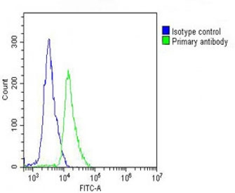 Flow cytometry testing of fixed human Jurkat cells with SELL antibody; Blue=isotype control, Green= SELL antibody.