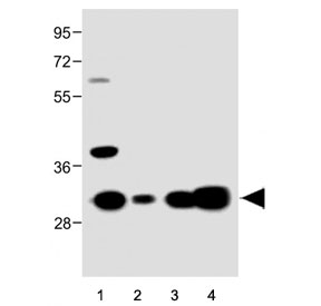 Western blot testing of 1) human U-251, 2) human T-47D, 3) human heart and 4) mouse kidney tissue lysate with MARCH5 antibody. Predicted molecular weight ~31 kDa.
