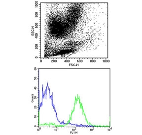 Flow cytometry testing of human PBM cells with HLA-B antibody; Blue=isotype control, Green= HLA-B antibody.