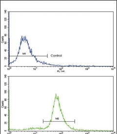 Flow cytometry testing of fixed and permeabilized human ATDC5 cells with Ornithine transcarbamylase antibody; Blue=isotype control, Green= Ornithine transcarbamylase antibody.