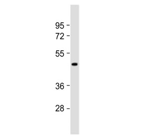 Western blot testing of human 293T cell lysate with HCAR1 antibody. Predicted molecular weight ~39 kDa.