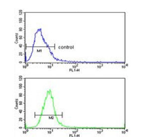 Flow cytometry testing of human HeLa cells with Glypican-1 antibody; Blue=isotype control, Green= Glypican-1 antibody.