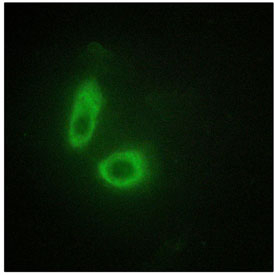 Immunofluorescent staining of fixed and permeabilized human HeLa cells with EFNA1 antibody (green).