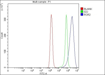 Flow Cytometry analysis of Raji cells using anti-ROR2 antibody. Overlay histogram showing Raji cells stained with (Blue line). The cells were fixed with 4% paraformaldehyde and blocked with 10% normal goat serum. And then incubated with rabbit anti-ROR2 antibody (1 ug/million cells) for 30 min at 20oC. DyLight 488 conjugated goat anti-rabbit IgG (5-10 ug/million cells) was used as secondary antibody for 30 minutes at 20oC. Isotype control antibody (Green line) was rabbit IgG (1 ug/million cells) used under the same conditions. Unlabelled sample without incubation with primary antibody and secondary antibody (Red line) was used as a blank control.