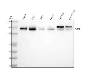 Western blot analysis of PUM1 using anti-PUM1 antibody. Lane 1: human HepG2 whole cell lysates, Lane 2: human K562 whole cell lysates, Lane 3: human whole cell lysates, Lane 4: human Caco-2 whole cell lysates, Lane 5: rat brain tissue lysates, Lane 6: mouse brain tissue lysates. After electrophoresis, proteins were transferred to a nitrocellulose membrane at 150 mA for 50-90 minutes. Blocked the membrane with 5% non-fat milk/TBS for 1.5 hour at RT. The membrane was incubated with rabbit anti-PUM1 antibody at 0.5 ug/ml overnight at 4oC, then washed with TBS-0.1%Tween 3 times with 5 minutes each and probed with a goat anti-rabbit IgG-HRP secondary antibody at a dilution of 1:5000 for 1.5 hour at RT. The signal was developed using enhanced chemiluminescent. Expected size of PUM1 ~126 kDa (human). Observed strong band at ~140 kDa (human) with a weaker ~150 kDa band above it, and in mouse/rat a strong ~150 kDa band with weaker ~140 kDa band. PUM1 is known to exhibit migration at ~130-140 kDa in Western blots and has multiple splice variants, which may account for the ~150 kDa band.