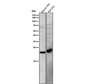All lanes use the antibody at 1:1K dilution for 1 hour at room temperature. Predicted molecular weight ~18 kDa.