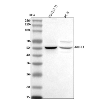 Western blot analysis of RILPL1 using anti-RILPL1 antibody. Lane 1: human H9C2(2-1) whole cell lysates, Lane 2: human PC-3 whole cell lysates. After electrophoresis, proteins were transferred to a nitrocellulose membrane at 150 mA for 50-90 minutes. Blocked the membrane with 5% non-fat milk/TBS for 1.5 hour at RT. The membrane was incubated with rabbit anti-RILPL1 antibody at 0.5 ug/ml overnight at 4oC, then washed with TBS-0.1%Tween 3 times with 5 minutes each and probed with a goat anti-rabbit IgG-HRP secondary antibody at a dilution of 1:5000 for 1.5 hour at RT. The signal was developed using enhanced chemiluminescent. The expected band size for RILPL1 is at 47 kDa.