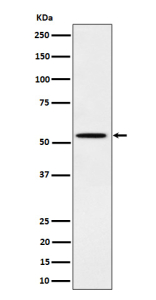 Western blot analysis of Phospho-Src (Y529) expression in cell treated with EGF lysate. Expected size for c-Src (phospho-Tyr529) ~60 kDa. Observed (possible) doublet at ~55 kDa and ~60 kDa likely reflects full-length and slightly modified/truncated phosphorylated forms of c-Src, consistent with literature indicating Src family kinases migrate in the 55-62 kDa range.