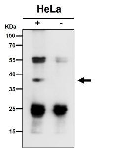 Immunoprecipitate (IP) analysis using the antibody at 1:50 dilution. Western blot at 1:1K dilution. Predicted molecular weight ~34 kDa. A band is detected at approximately 38-39 kDa in the IP lane, slightly above the predicted ~34 kDa size. This upward shift is consistent with altered migration of immunoprecipitated material, which often reflects partial complex retention or antibody related artifacts rather than a distinct isoform. The control IgG lane shows no corresponding band, confirming specificity of the immunoprecipitation.