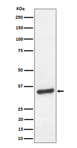 Western blot analysis of TCEA1 expression in human HeLa cell lysate. Predicted molecular weight ~34 kDa.
