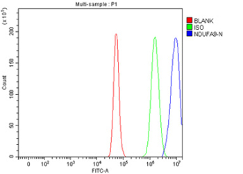 Flow cytometry testing of fixed and permeabilized human U87 MG cells with NDUFA9 antibody at 1ug/million cells (blocked with goat sera); Red=cells alone, Green=isotype control, Blue= NDUFA9 antibody.
