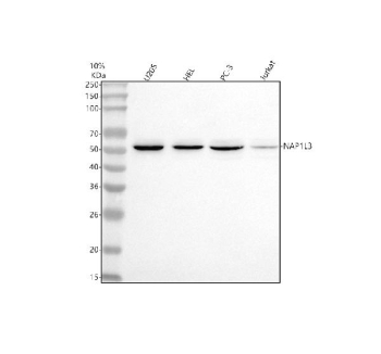 Western blot analysis of NAP1L3 using anti-NAP1L3 antibody. Lane 1: human U2OS whole cell lysates, Lane 2: human HEL whole cell lysates, Lane 3: human PC-3 whole cell lysates, Lane 4: human Jurkat whole cell lysates. After electrophoresis, proteins were transferred to a nitrocellulose membrane at 150 mA for 50-90 minutes. Blocked the membrane with 5% non-fat milk/TBS for 1.5 hour at RT. The membrane was incubated with rabbit anti-NAP1L3 antibody at 0.5 ug/ml overnight at 4oC, then washed with TBS-0.1%Tween 3 times with 5 minutes each and probed with a goat anti-rabbit IgG-HRP secondary antibody at a dilution of 1:5000 for 1.5 hour at RT. The signal was developed using enhanced chemiluminescent. A specific band was detected for NAP1L3 at approximately 58 kDa. The expected band size for NAP1L3 is at 58 kDa.