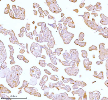 IHC analysis of STC2 using anti-STC2 antibody. STC2 was detected in a paraffin-embedded section of human placenta tissue. Heat mediated antigen retrieval was performed in EDTA buffer (pH 8.0, epitope retrieval solution). The tissue section was blocked with 10% goat serum. The tissue section was then incubated with 2 ug/ml rabbit anti-STC2 antibody overnight at 4oC. Peroxidase Conjugated Goat Anti-rabbit IgG was used as secondary antibody and incubated for 30 minutes at 37oC. The tissue section was developed using an HRP secondary and DAB substrate.