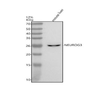Western blot analysis of NEUROG3 using anti-NEUROG3 antibody. Electrophoresis was performed on a 12% SDS-PAGE gel at 80V (Stacking gel) / 120V (Resolving gel) for 2 hours. Lane 1: mouse liver tissue lysates. After electrophoresis, proteins were transferred to a nitrocellulose membrane at 150 mA for 50-90 minutes. Blocked the membrane with 5% non-fat milk/TBS for 1.5 hour at RT. The membrane was incubated with rabbit anti-NEUROG3 antibody at 0.5 ug/ml overnight at 4oC, then washed with TBS-0.1%Tween 3 times with 5 minutes each and probed with a goat anti-rabbit IgG-HRP secondary antibody at a dilution of 1:5000 for 1.5 hour at RT. The signal was developed using an ECL Plus Western Blotting Substrate. The expected band size for NEUROG3 is at 23 kDa, commonly observed at 23-27 kDa.