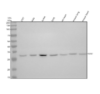 NEK7 Antibody Human, Rat and Mouse WB. Western blot testing of human 293T, HeLa, Jurkat and SiHa cell lysates, along with rat heart, mouse lung and mouse heart tissue lysates, with NEK7 Antibody at 0.5 ug/ml. Lane 1: human 293T; Lane 2: human HeLa; Lane 3: human Jurkat; Lane 4: human SiHa; Lane 5: rat heart; Lane 6: mouse lung; Lane 7: mouse heart. A specific band was detected at approximately 32 kDa. NEK7 Antibody / Inflammasome Activation Protein Antibody detects endogenous NIMA Related Kinase 7 expression and supports studies of NLRP3 inflammasome activation, innate immune signaling and cell cycle regulation pathways.