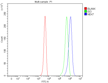 NEK7 Antibody 293T Cell FACS. Flow cytometry testing of human 293T cells with NEK7 Antibody at 1 ug/million cells. Cells were fixed with 4% paraformaldehyde, permeabilized and blocked with 10% normal goat serum prior to intracellular staining. DyLight 488 conjugated goat anti-rabbit IgG was used as the secondary antibody. Red histogram represents blank control, green represents isotype control and blue represents NEK7 antibody staining. NEK7 Antibody / Inflammasome Activation Protein Antibody demonstrates detection of NIMA Related Kinase 7 expression and supports studies of NLRP3 inflammasome activation, innate immune signaling and cell cycle regulation pathways.